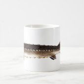 Kortnose Sturgeon - Acipenser brevirostrum Koffiemok (Center)