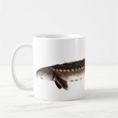 Kortnose Sturgeon - Acipenser brevirostrum Koffiemok (Links)
