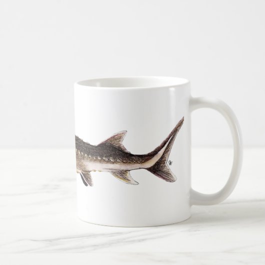 Kortnose Sturgeon - Acipenser brevirostrum Koffiemok (Rechts)