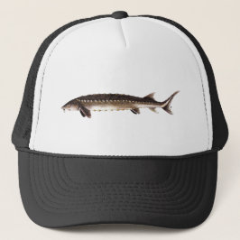 Kortnose Sturgeon - Acipenser brevirostrum Trucker Pet