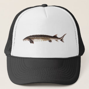 Kortnose Sturgeon - Acipenser brevirostrum Trucker Pet
