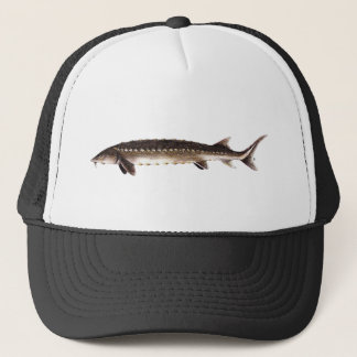 Kortnose Sturgeon - Acipenser brevirostrum Trucker Pet