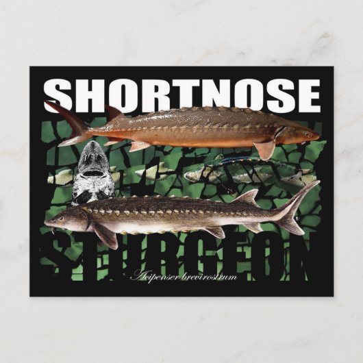 Kortnose Sturgeon Briefkaart (Voorkant)
