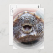 Kortschildpad open rond lijst Mad Muskturf Briefkaart (Voorkant / Achterkant)