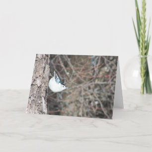 Kortsnuitkever Kaart