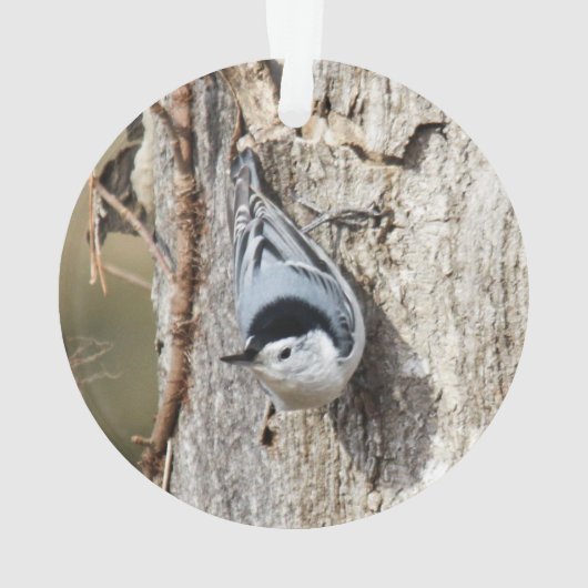 Kortsnuitkever Ornament (achterkant)