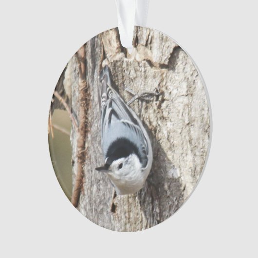 Kortsnuitkever Ornament (voorkant)