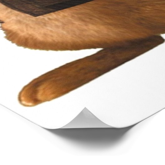 Kortsnuitkever Poster (Hoek)