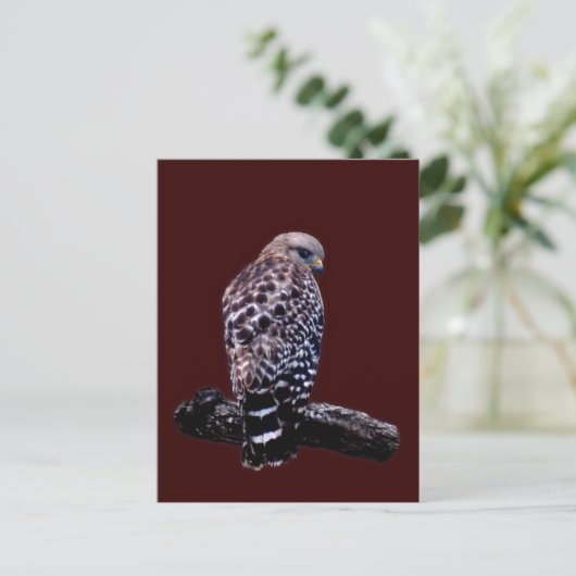 KortstaartHawk Briefkaart (Staand voorkant)