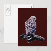 KortstaartHawk Briefkaart (Voorkant / Achterkant)