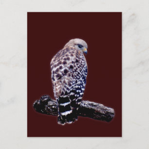 KortstaartHawk Briefkaart