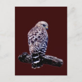 KortstaartHawk Briefkaart (Voorkant)