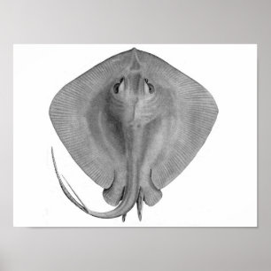 Kortstaartschrog (Dasyatis brevicaudata) Poster
