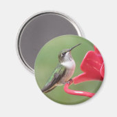 Kortwerende Hummingbird magnet (Voorkant / Achterkant)