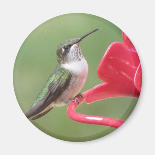 Kortwerende Hummingbird magnet (Voorkant)