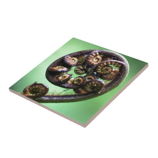 Koru-vlinderschijfje Tegeltje (Zijkant)