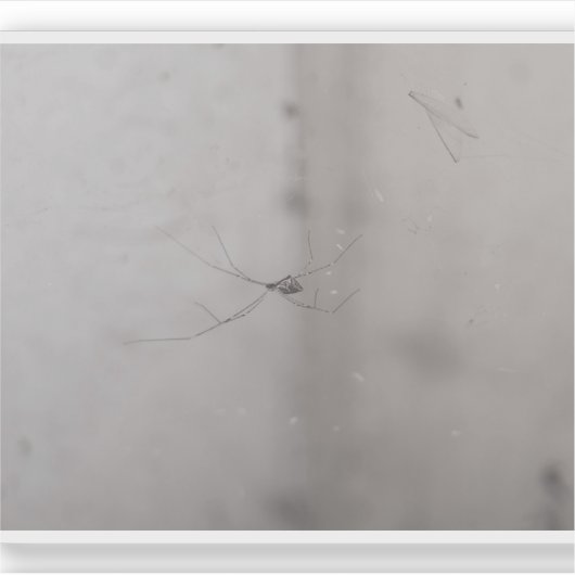 kosmopolitische kelderspin sticker (Voorkant)