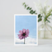 Kosmos Bloem: Japan Briefkaart (Staand voorkant)