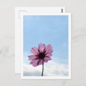 Kosmos Bloem: Japan Briefkaart (Voorkant / Achterkant)