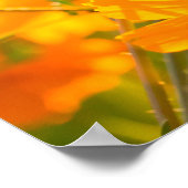 Kosmos bloemen in de provincie Lumphun co Poster (Hoek)