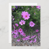 Kosmos bloemen met steentjes Op een Feestdagenkaart (Voorkant / Achterkant)