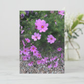 Kosmos bloemen met steentjes Op een Feestdagenkaart (Staand voorkant)