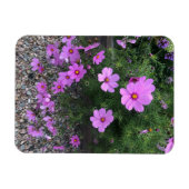 Kosmos bloemen met steentjes Op een Magneet (Horizontaal)