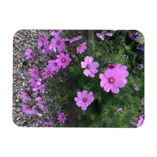 Kosmos bloemen met steentjes Op een Magneet (Horizontaal)
