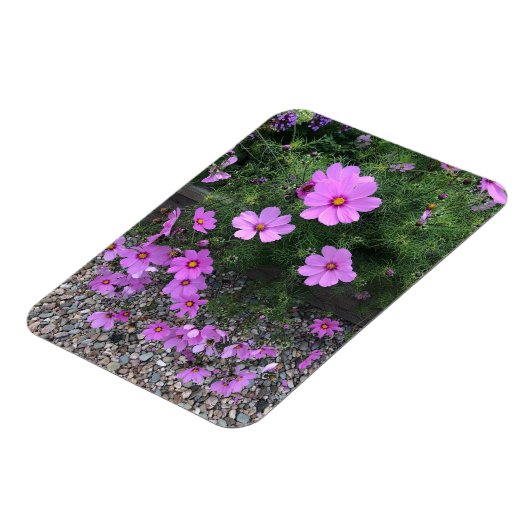 Kosmos bloemen met steentjes Op een Magneet (Linkerzijde)