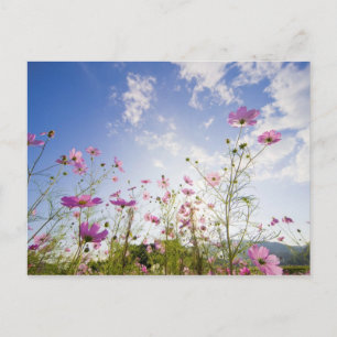 Kosmos bloemen. Otsu, prefectuur Shiga, Japan 2 Briefkaart