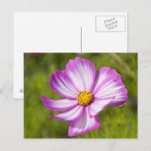 Kosmos bloemhoofd briefkaart (Voorkant / Achterkant)