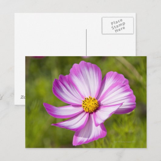 Kosmos bloemhoofd briefkaart (Voorkant / Achterkant)