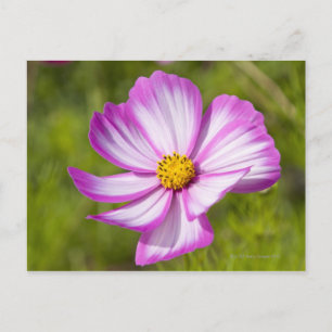 Kosmos bloemhoofd briefkaart