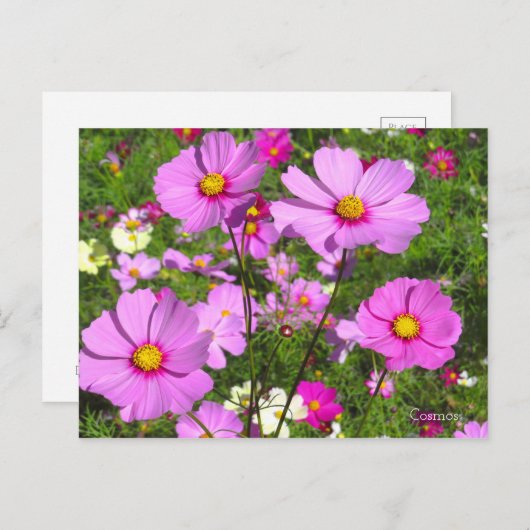 Kosmos [Briefkaart] Briefkaart (Voorkant / Achterkant)