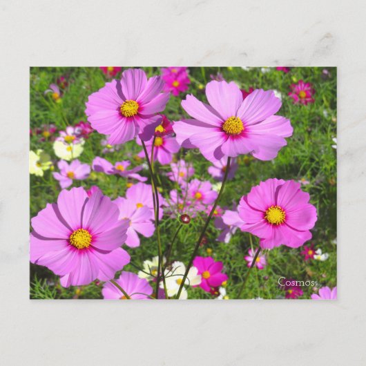 Kosmos [Briefkaart] Briefkaart (Voorkant)