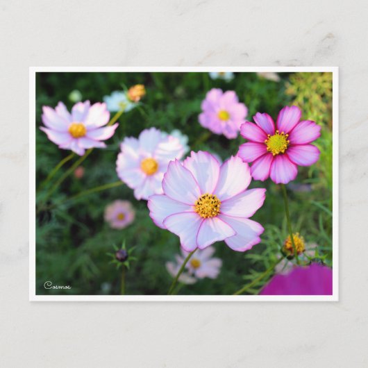 Kosmos [Briefkaart] Briefkaart (Voorkant)