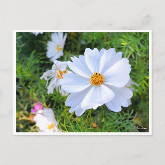 Kosmos [Briefkaart] Briefkaart (Voorkant)