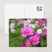 Kosmos [Briefkaart] Briefkaart (Voorkant / Achterkant)