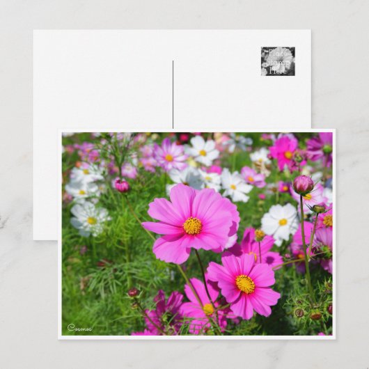 Kosmos [Briefkaart] Briefkaart (Voorkant / Achterkant)