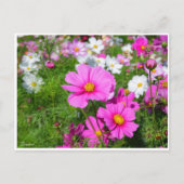 Kosmos [Briefkaart] Briefkaart (Voorkant)