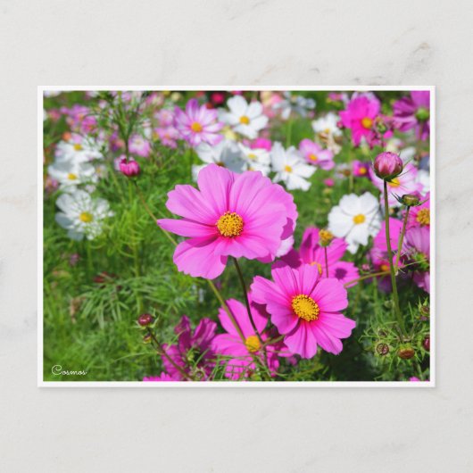 Kosmos [Briefkaart] Briefkaart (Voorkant)