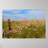 Kosmos Flowers in het veld Poster (Voorkant)