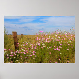Kosmos Flowers in het veld Poster