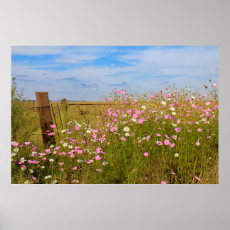 Kosmos Flowers in het veld Poster