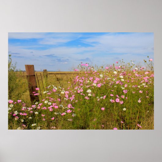 Kosmos Flowers in het veld Poster (Voorkant)