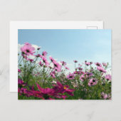 Kosmos Flowers: Japan Briefkaart (Voorkant / Achterkant)