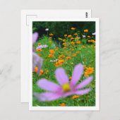 Kosmos Flowers: Japan Briefkaart (Voorkant / Achterkant)