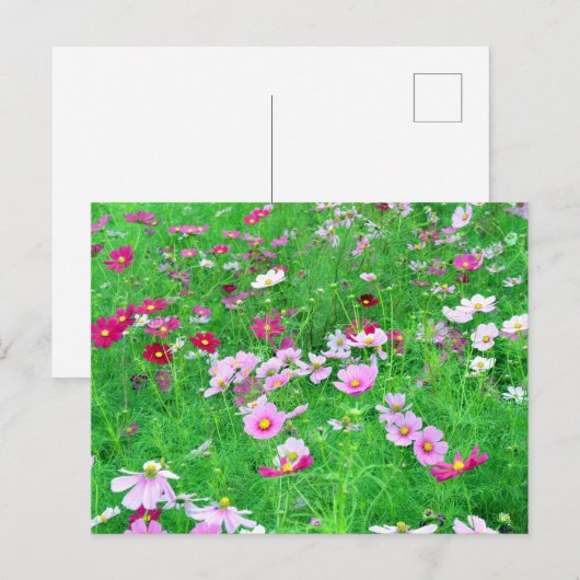 Kosmos Flowers: Japan Briefkaart (Voorkant / Achterkant)