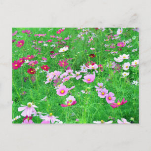 Kosmos Flowers: Japan Briefkaart