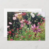 Kosmos Flowers: Japan Briefkaart (Voorkant / Achterkant)